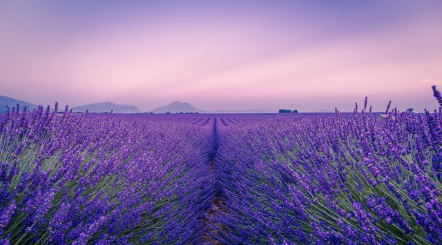 provence